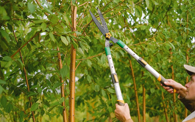Tree trimming in Sutton, ND