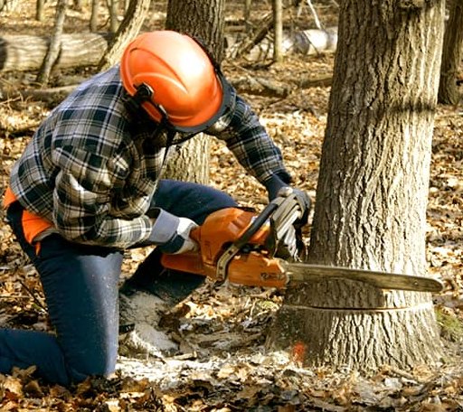 Tree Removal in Sutton, ND